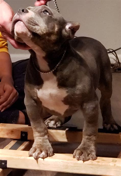 We breed and raise our American Bully puppies in our home, with a focus on health, temperament, and. . Xxl american bully puppies for sale near missouri